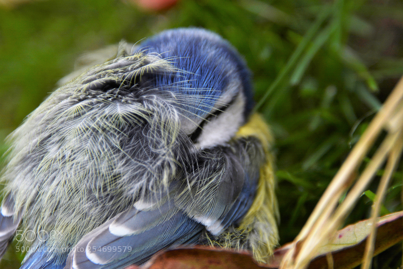 Nikon D7100 sample photo. Taking a nap photography