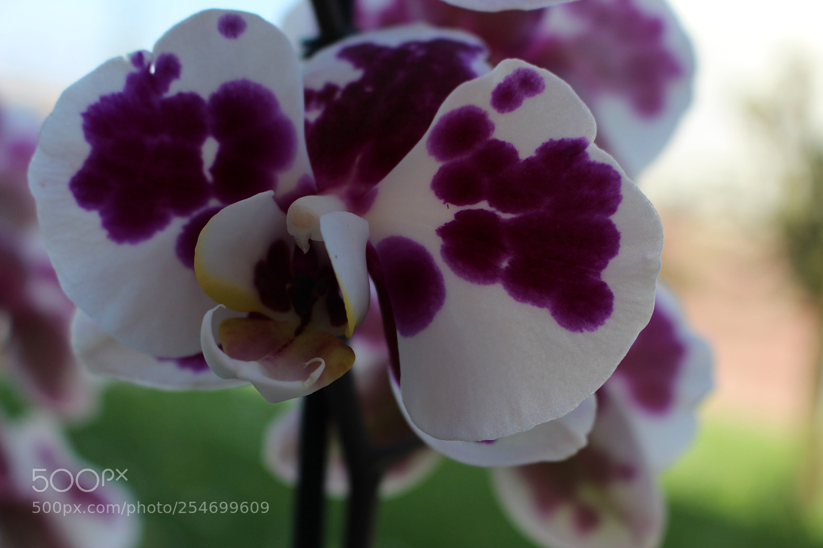 Canon EOS 700D (EOS Rebel T5i / EOS Kiss X7i) sample photo. Orchidea photography