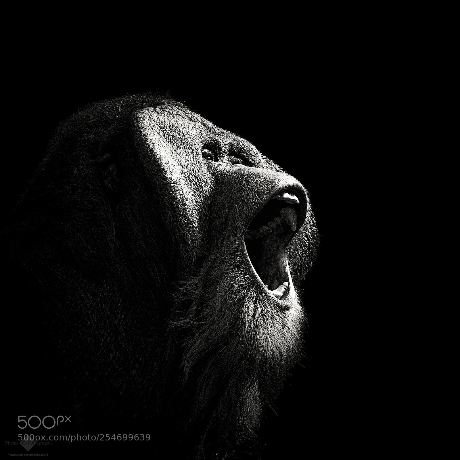 Nikon D7100 sample photo. Primal yawn #2 photography