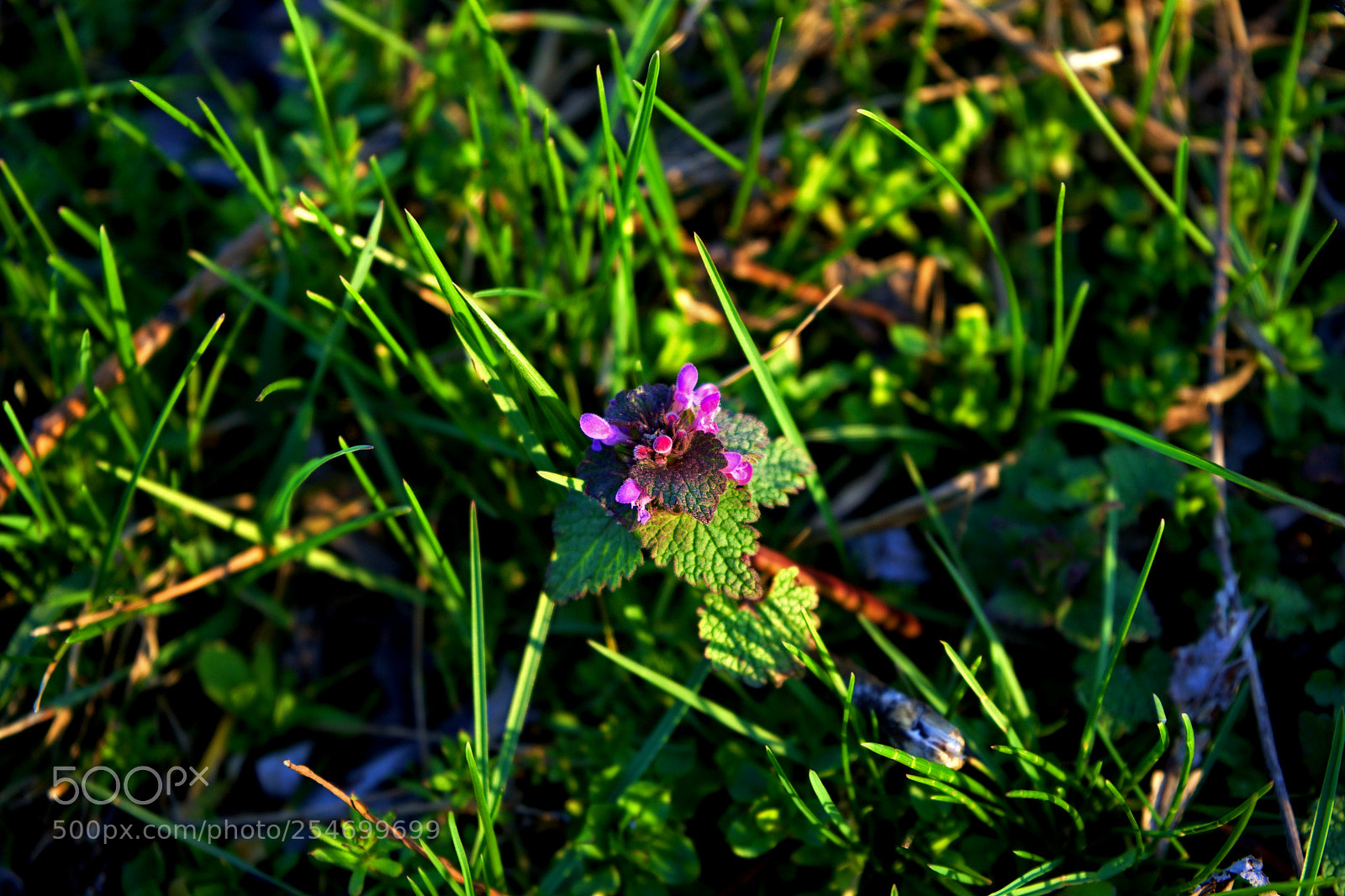 Sony a7 sample photo. Meadow flower photography