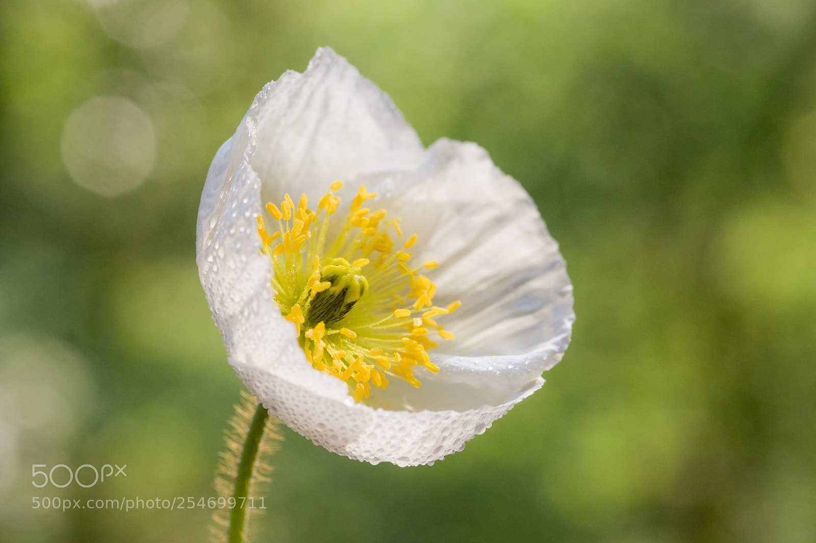 Nikon D800 sample photo. Spring photography