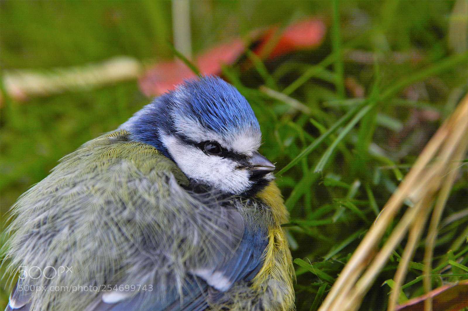 Nikon D7100 sample photo. Bluetit photography
