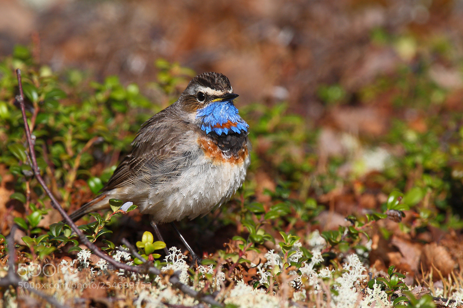 Canon EOS-1D Mark III sample photo. Bluethroat (luscinia svecica) photography