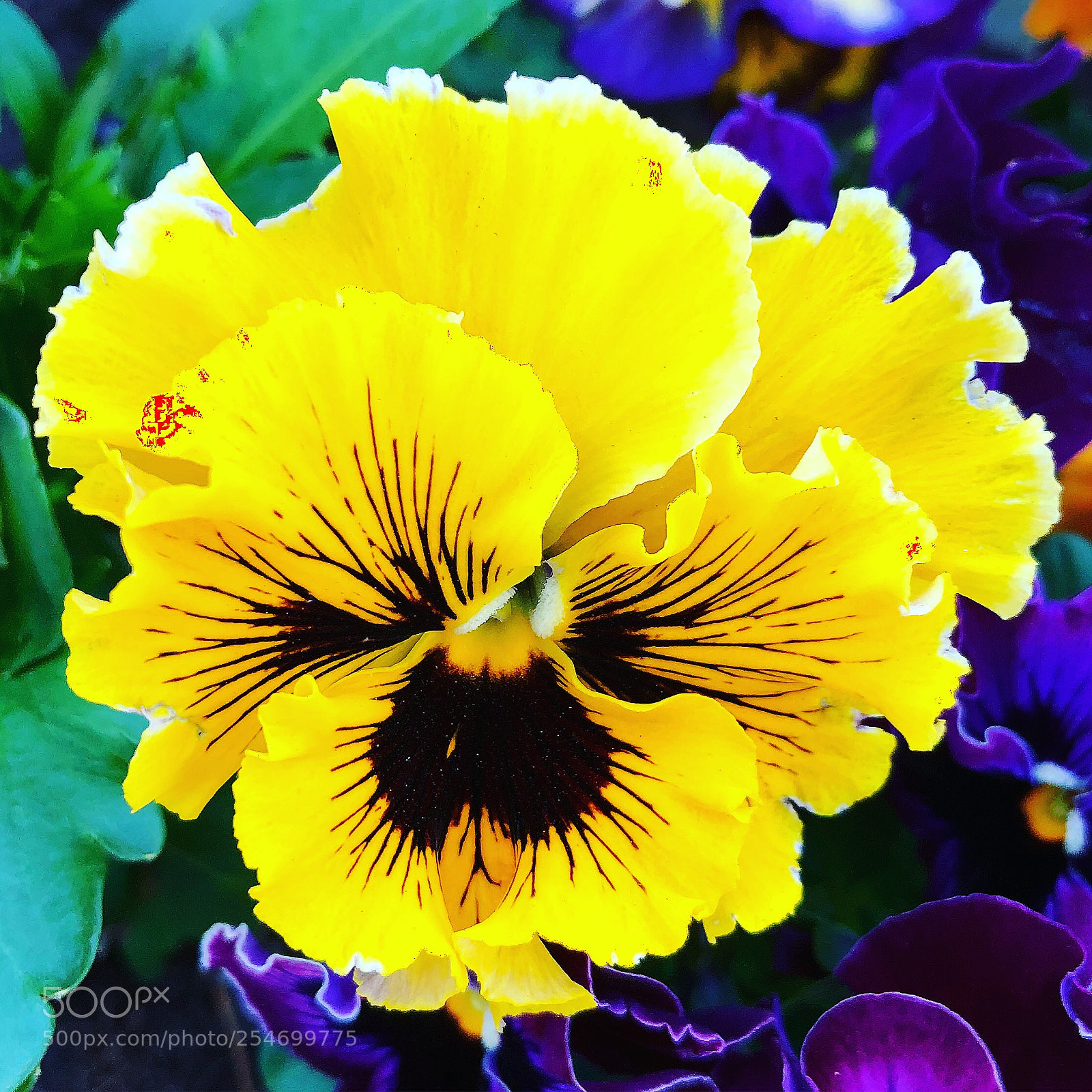 Apple iPhone 8 Plus sample photo. Yellow beautiful flower photography