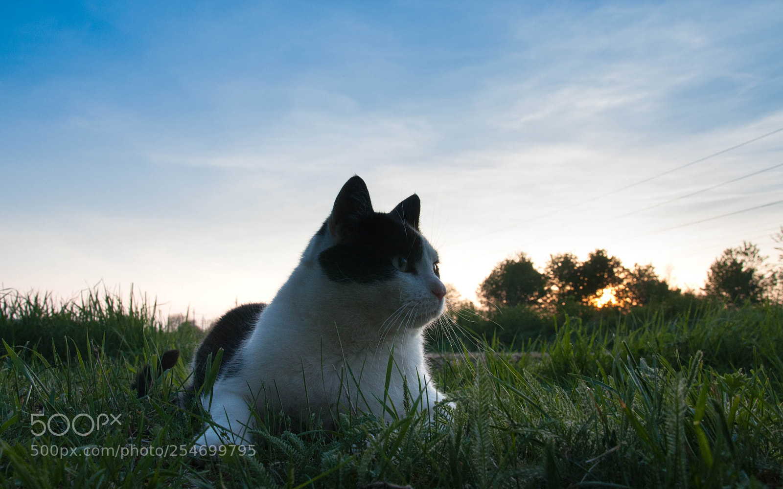Nikon D5000 sample photo. Backyard dawn photography