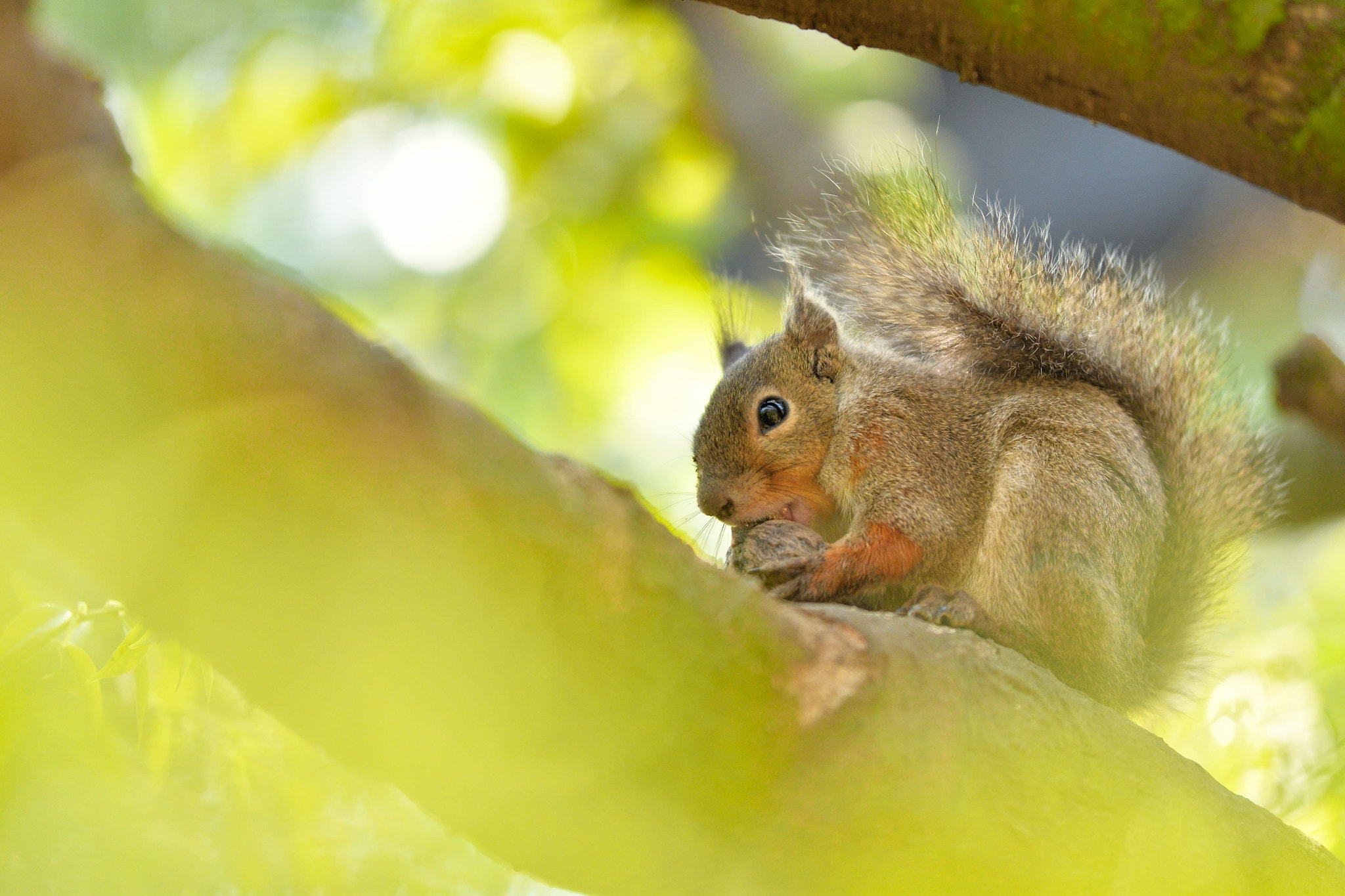 Nikon D500 sample photo. Squirrel photography