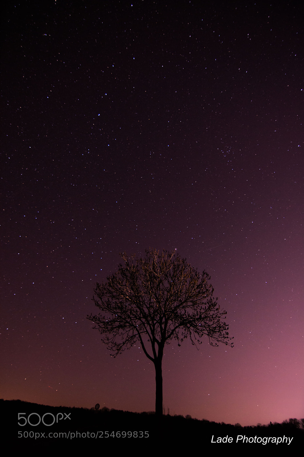 Nikon D7100 sample photo. Tree & stars photography