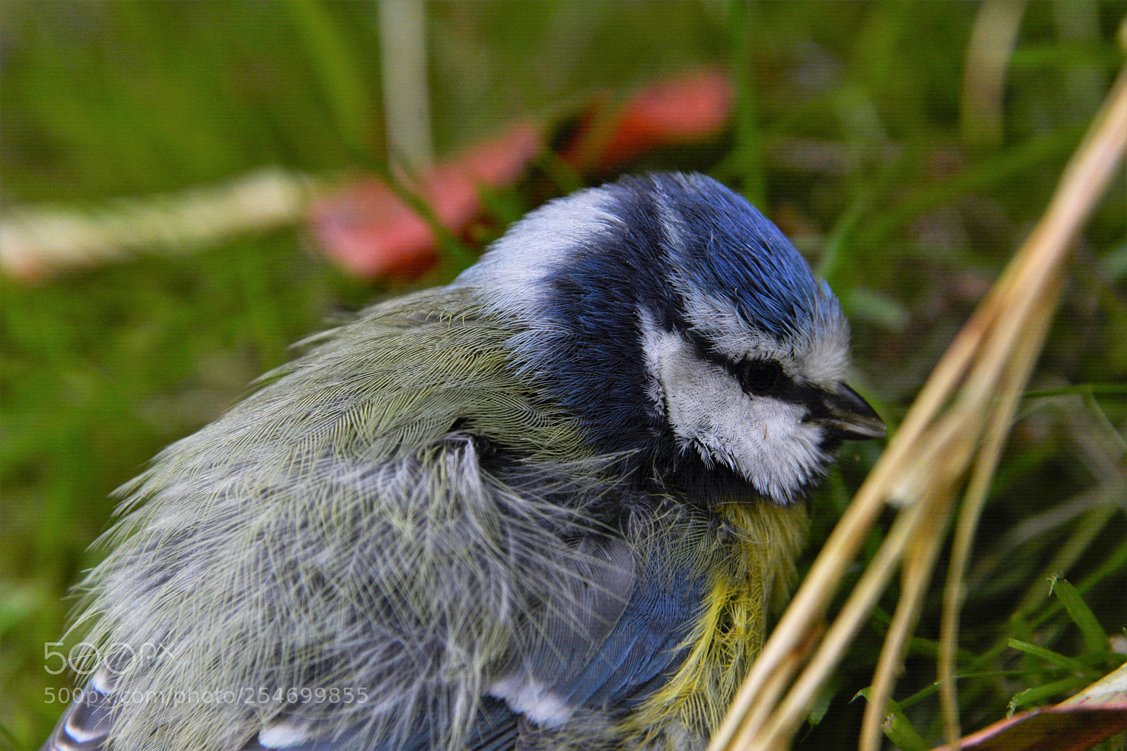 Nikon D7100 sample photo. Bluetit photography