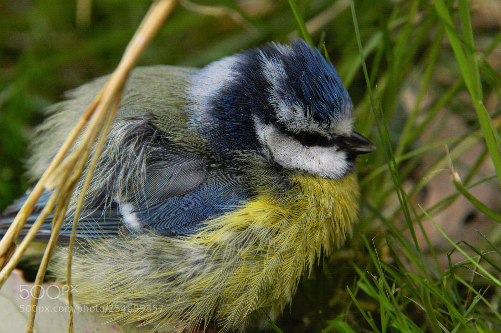 Nikon D7100 sample photo. Bluetit photography
