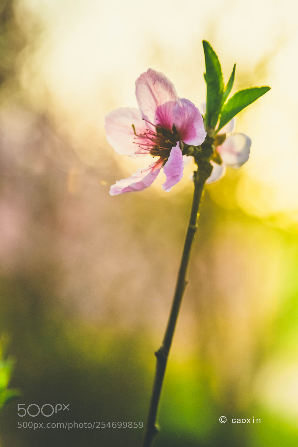 Nikon D7200 sample photo. Untitled photography