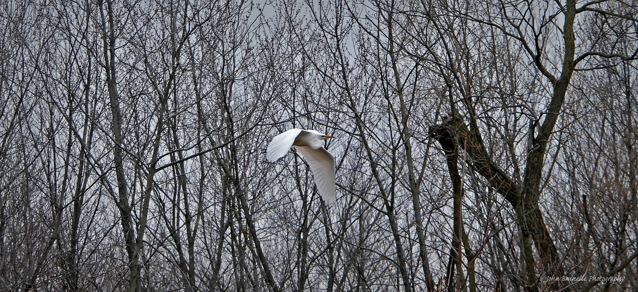 Samsung NX500 sample photo. Egret 3 april 21 photography