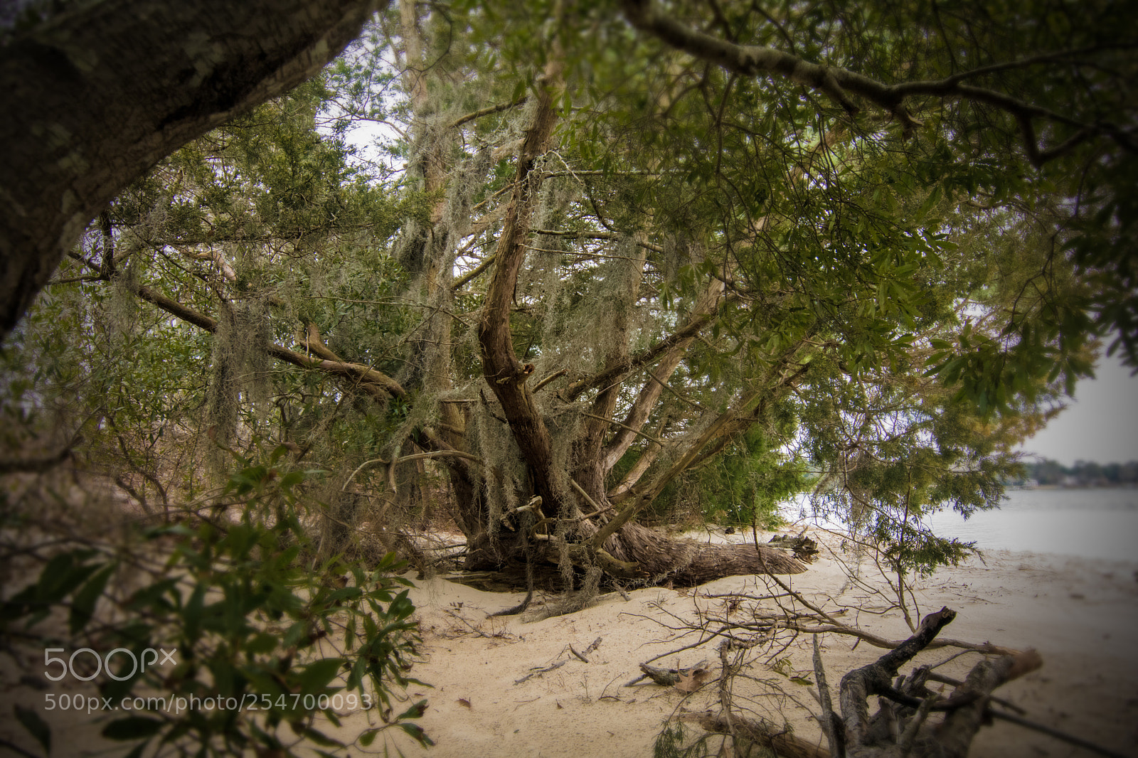 Nikon D7100 sample photo. Cedar photography
