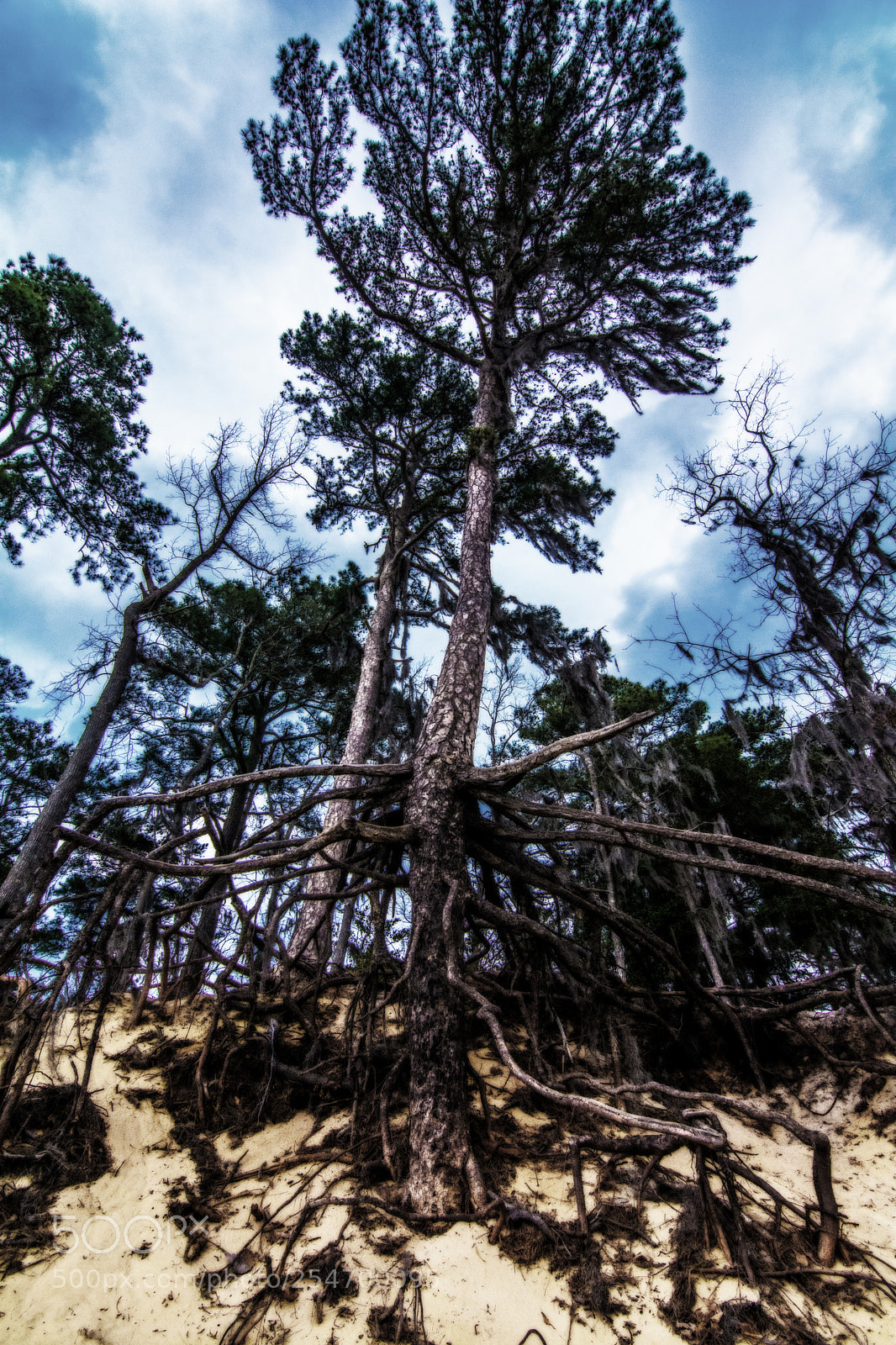 Nikon D7100 sample photo. The whole tree photography