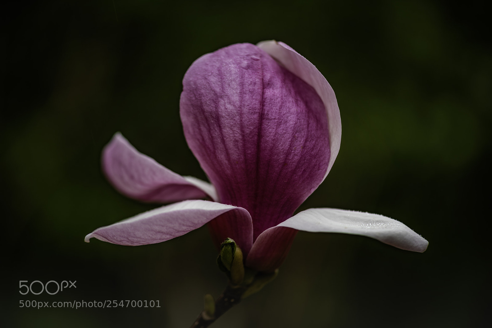Nikon D810 sample photo. Magnolia flower photography