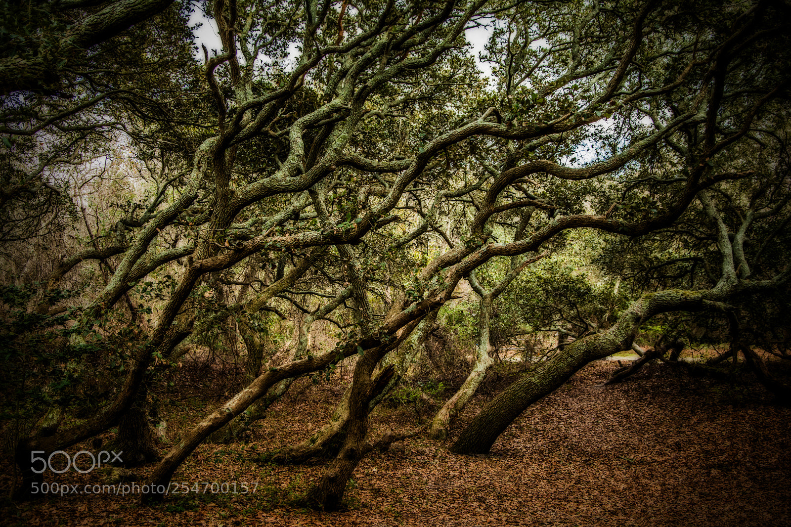 Nikon D7100 sample photo. Moving tree photography