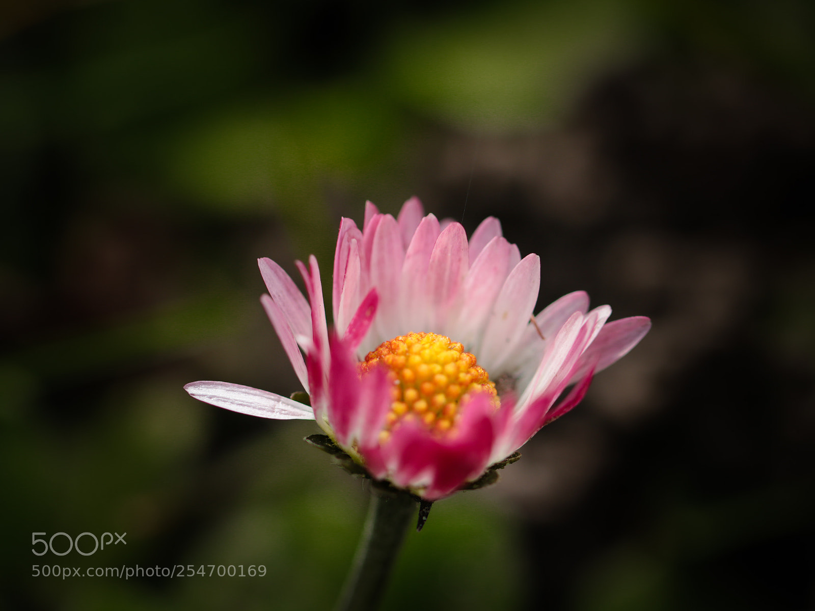 Canon EOS 70D sample photo. Daisy, don't you know photography