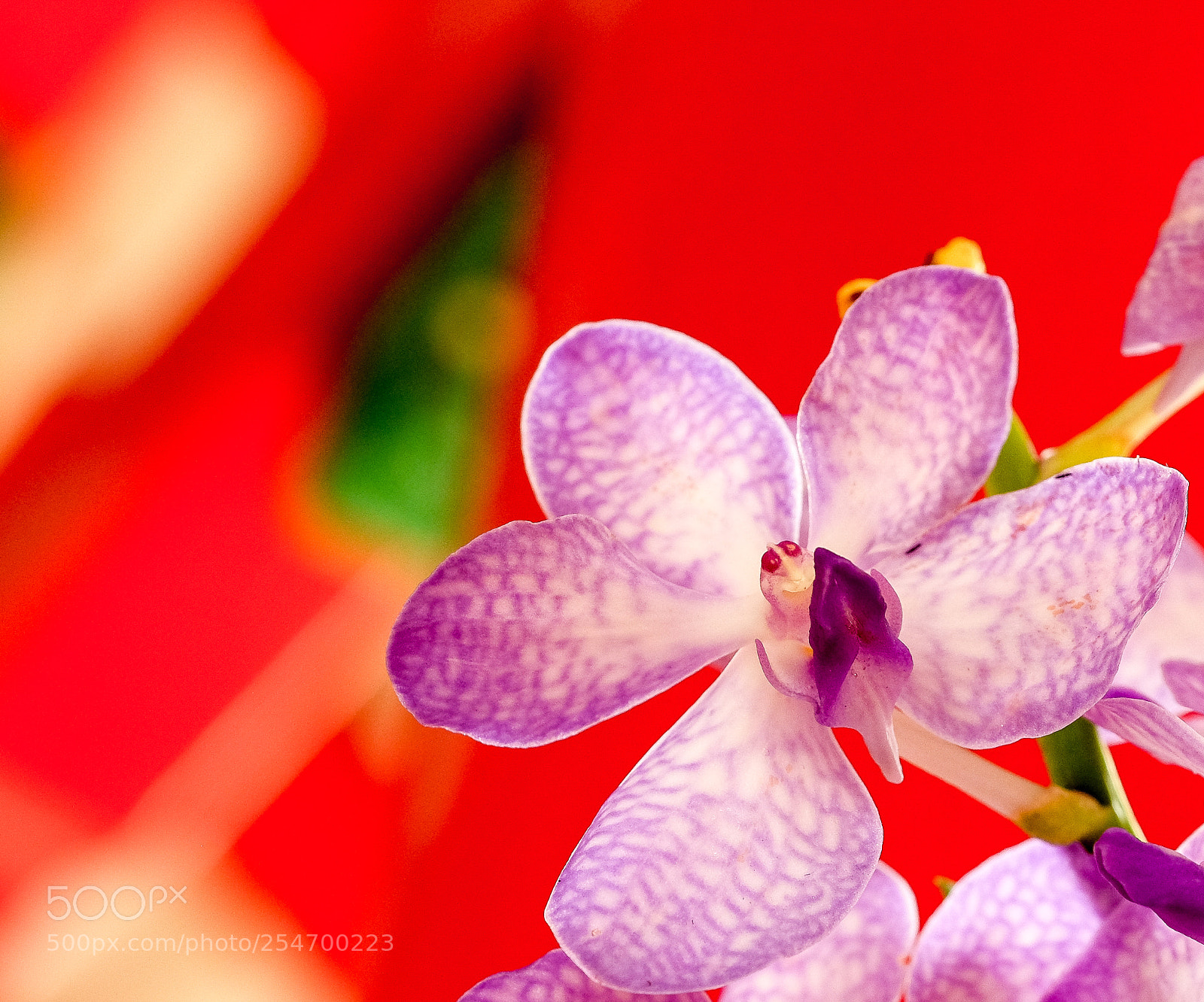 Fujifilm X-T1 sample photo. Spring orchid photography