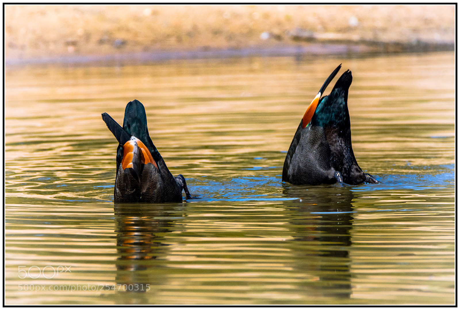 Nikon D7200 sample photo. Synchronised swimming... photography