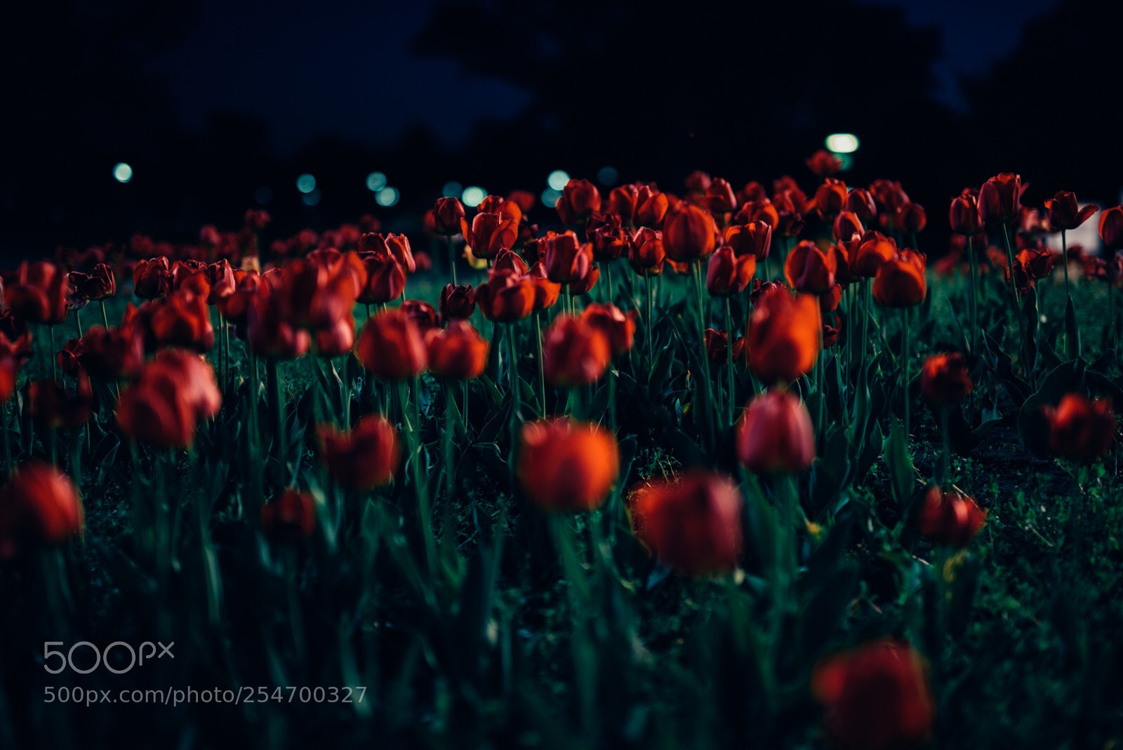 Nikon D810 sample photo. Tulpen bei nacht photography