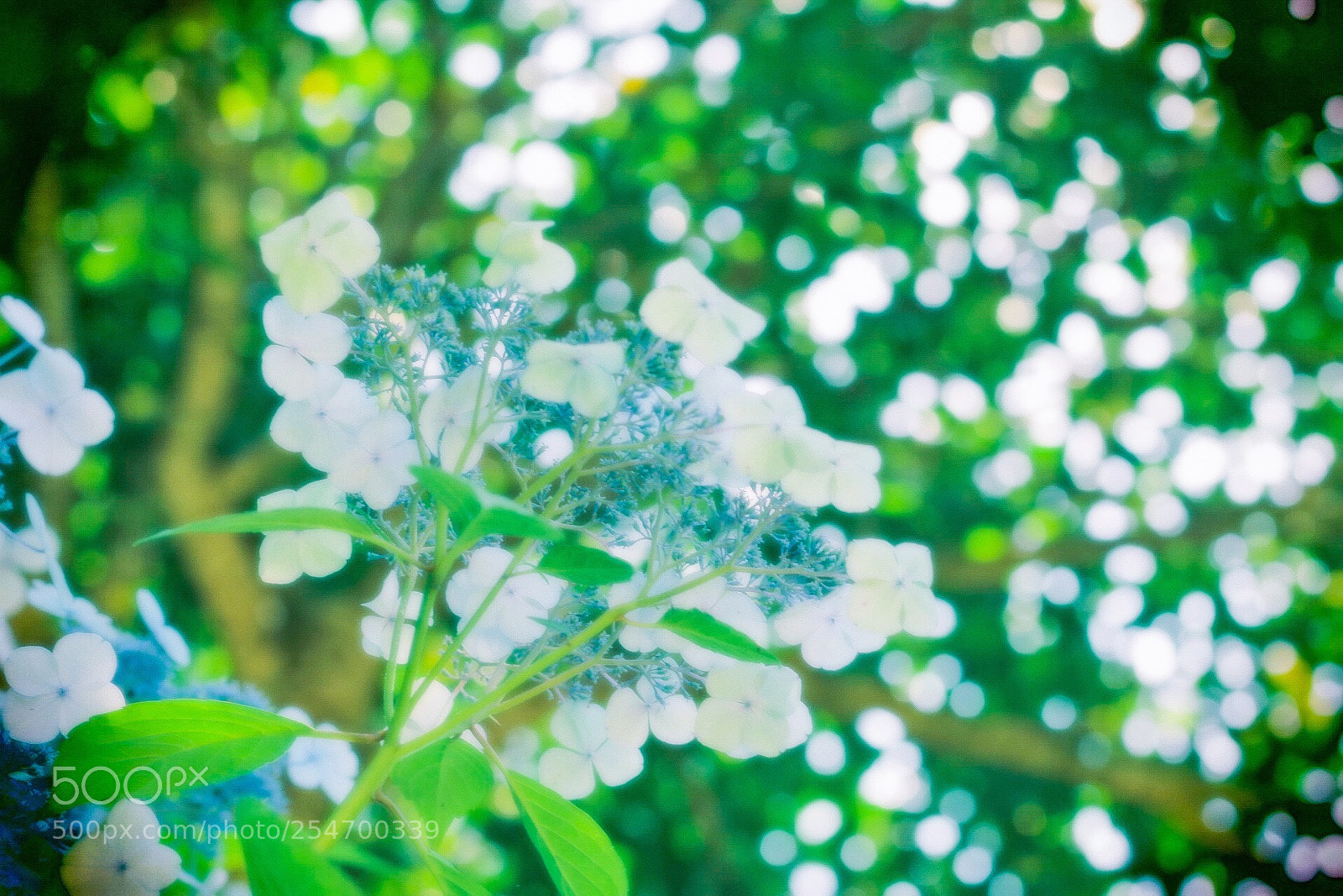 Canon EOS 70D sample photo. Hydrangea photography