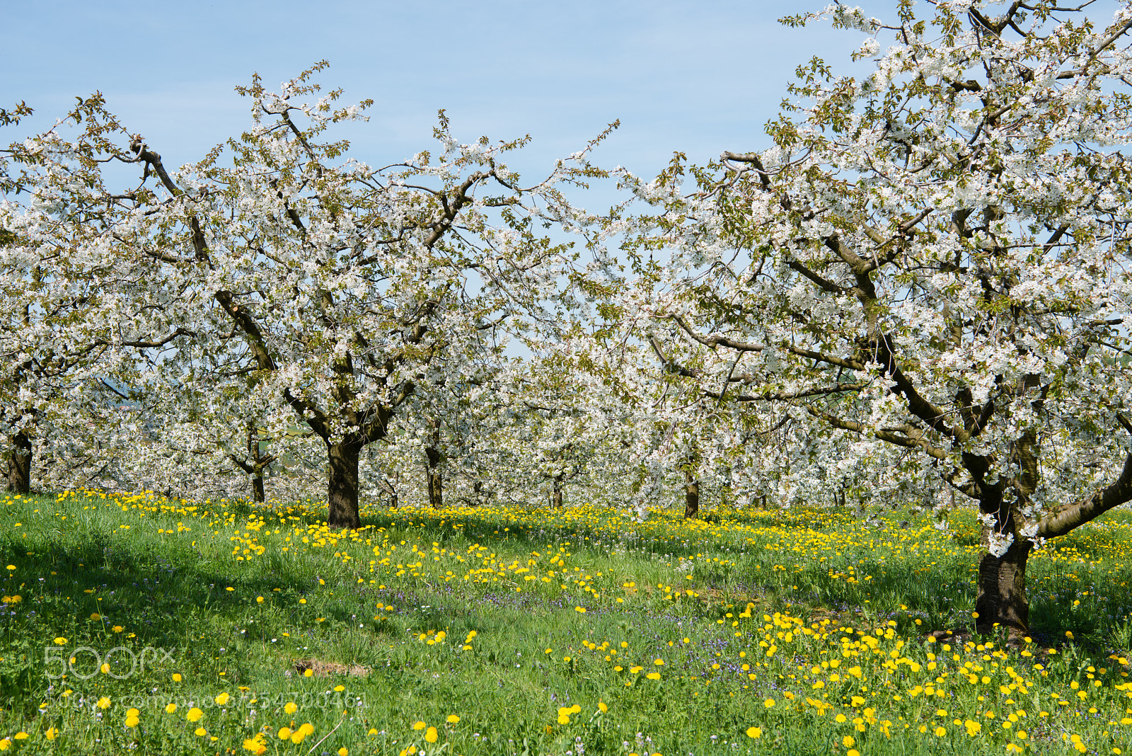 Nikon D800 sample photo. Frühling photography