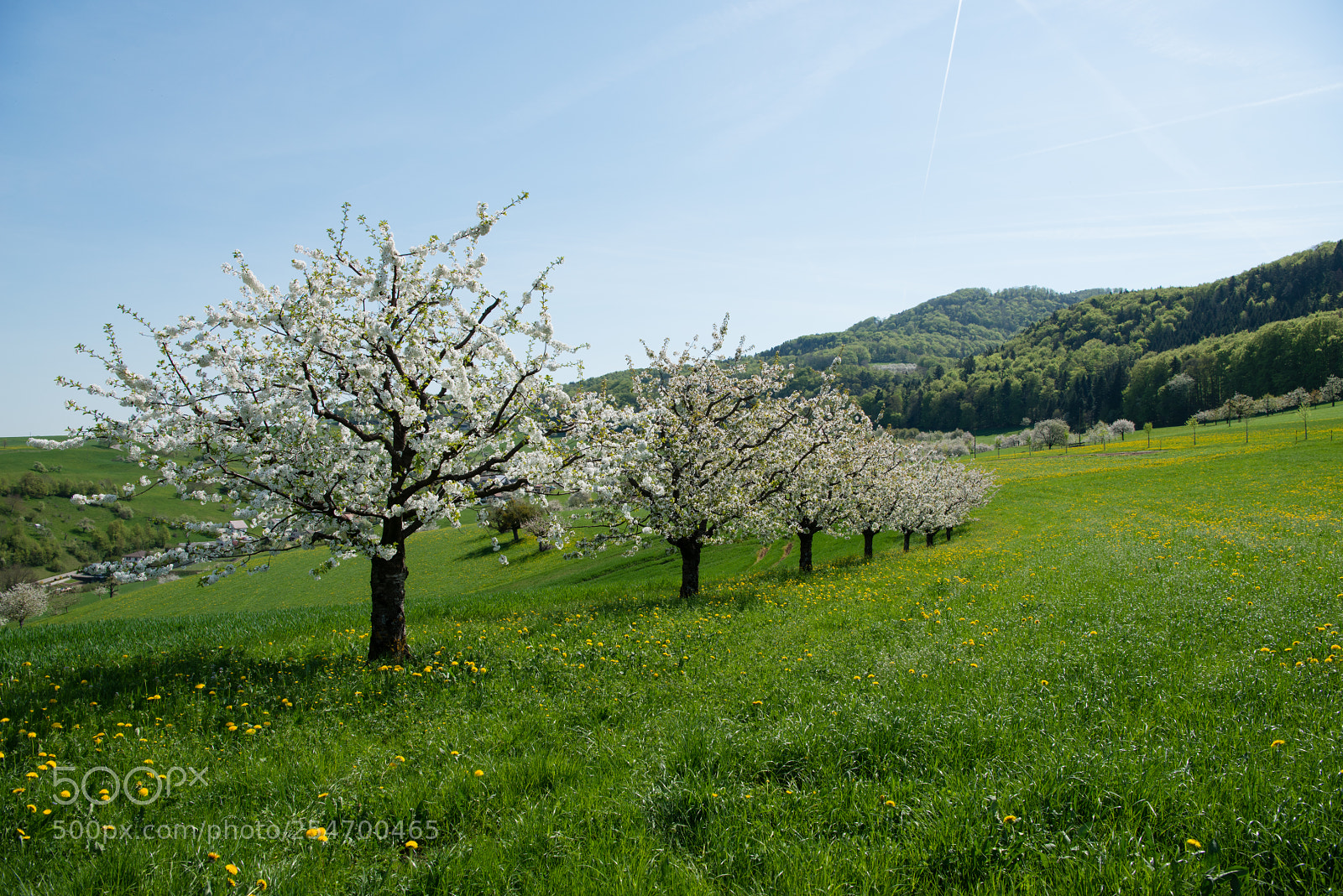 Nikon D800 sample photo. Frühling photography
