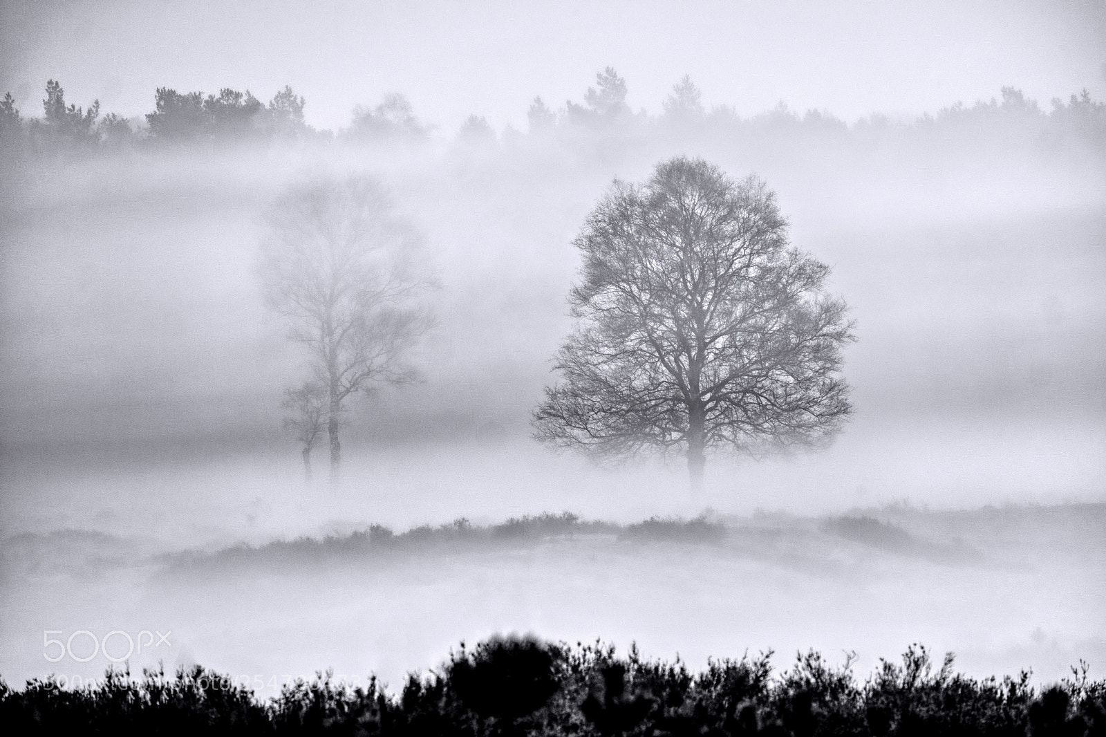 Fujifilm X-T20 sample photo. Misty morning photography