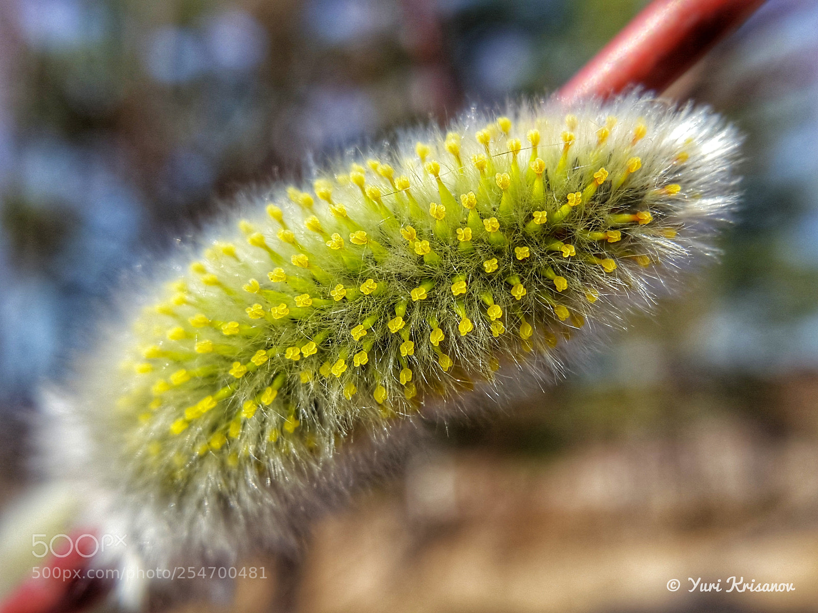 Samsung Galaxy Alpha sample photo. Buds on the willow photography