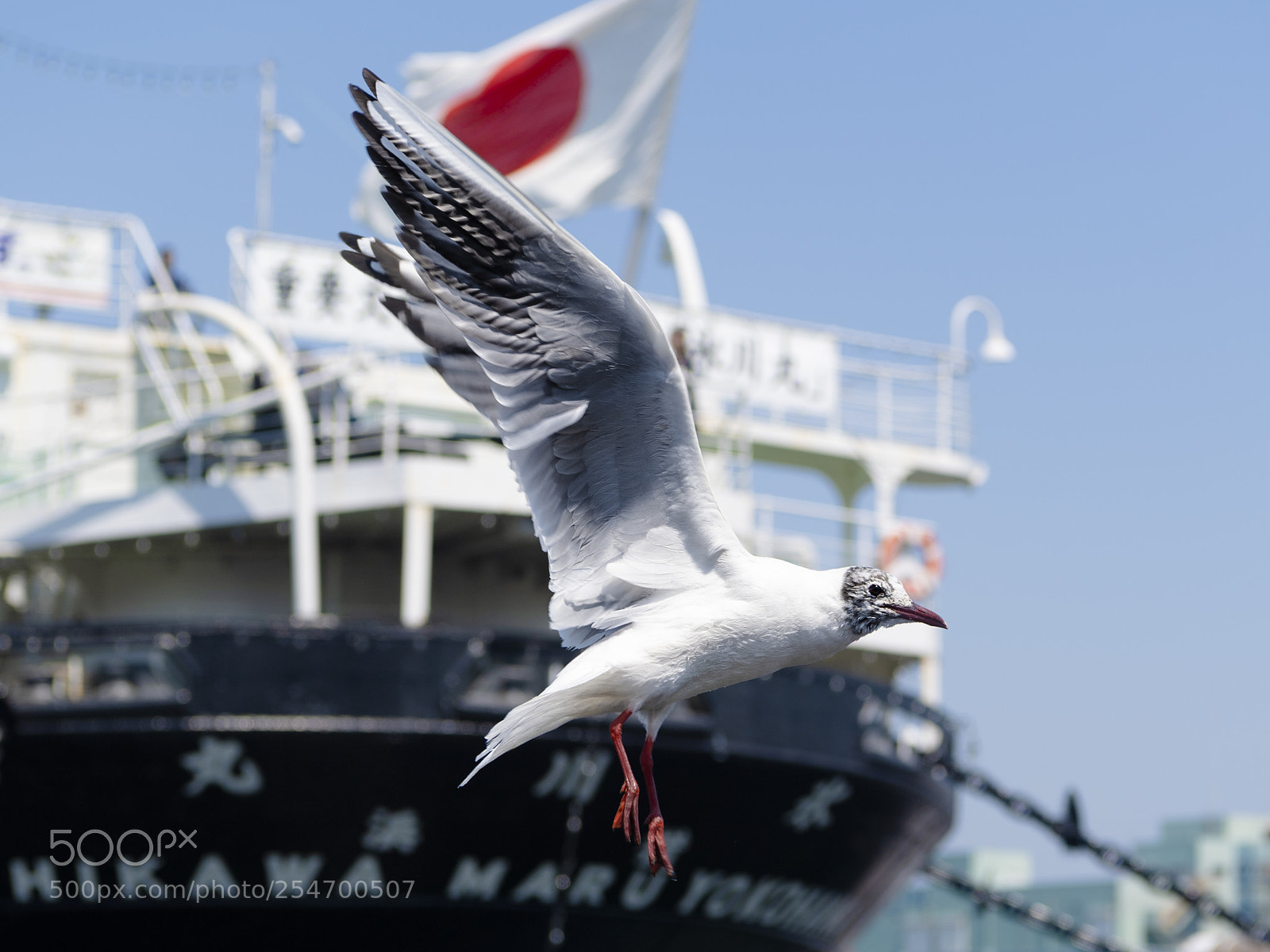 Nikon D5 sample photo. A gull at yokohama photography