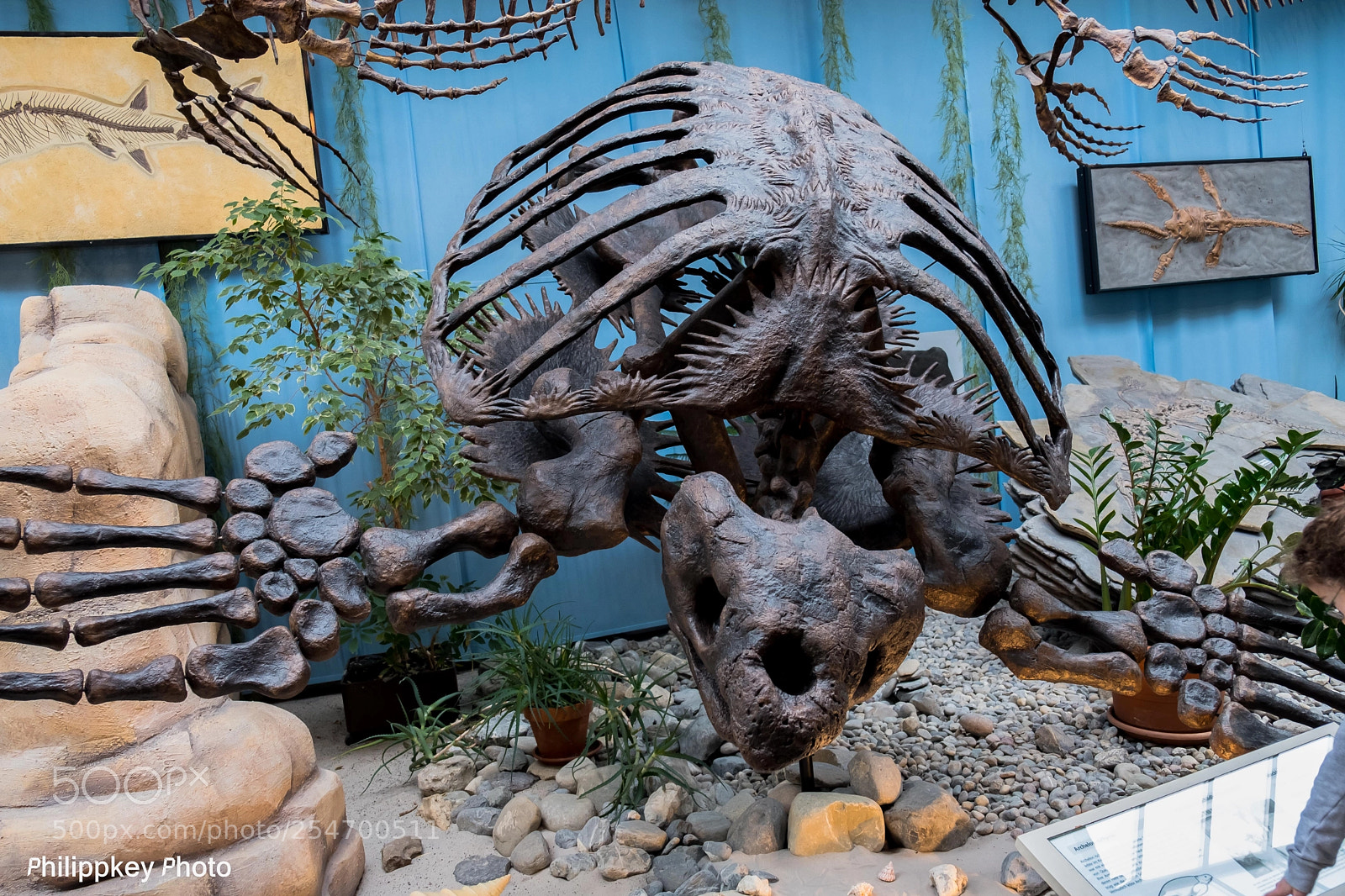 Fujifilm X-T2 sample photo. Archelon photography