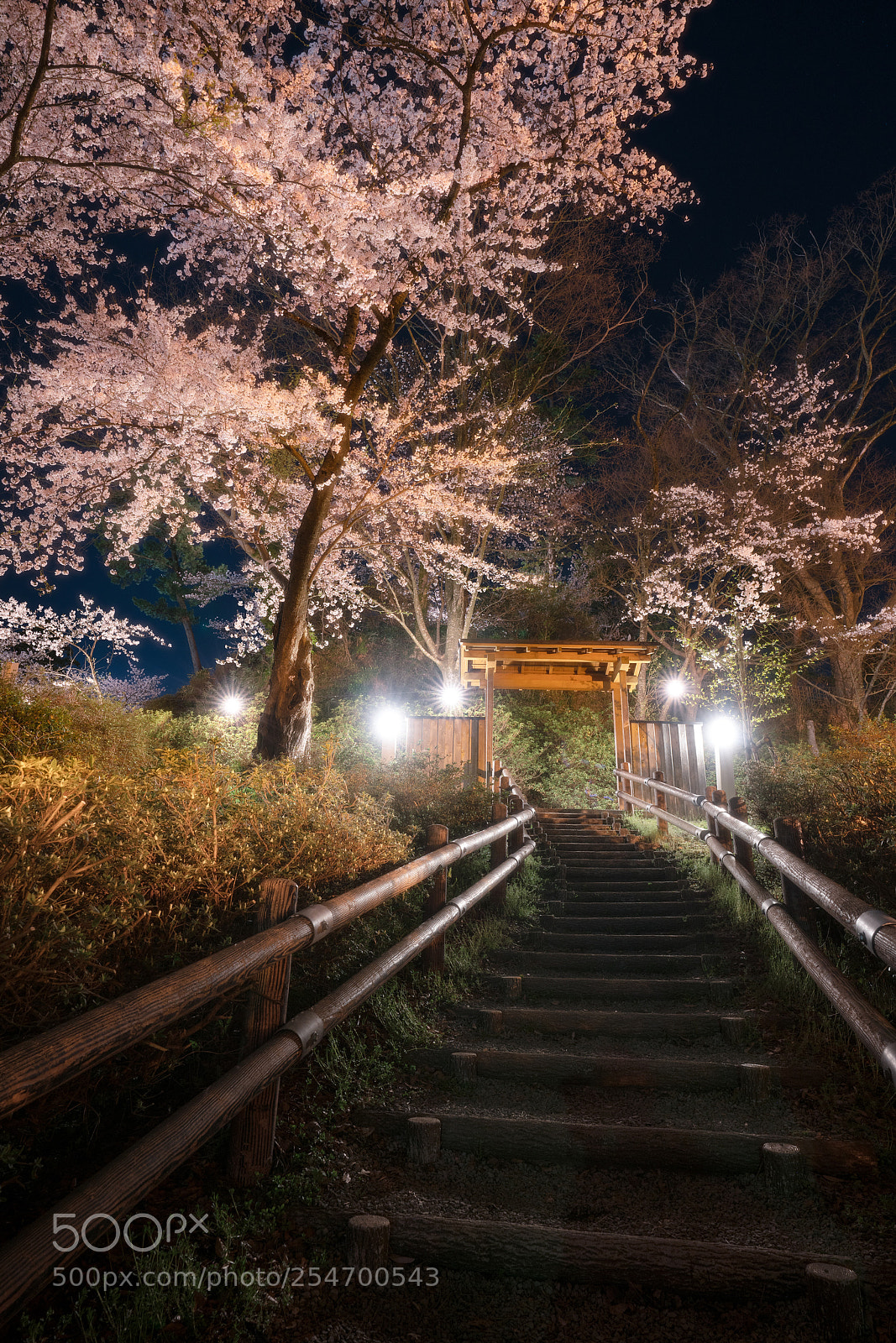 Sony a7R II sample photo. Sakura photography