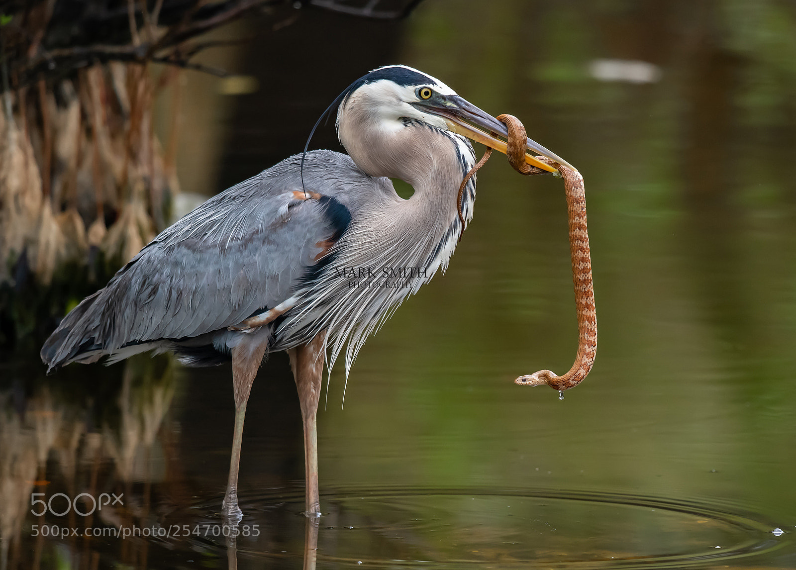 Nikon D850 sample photo. Great blue heron vs photography