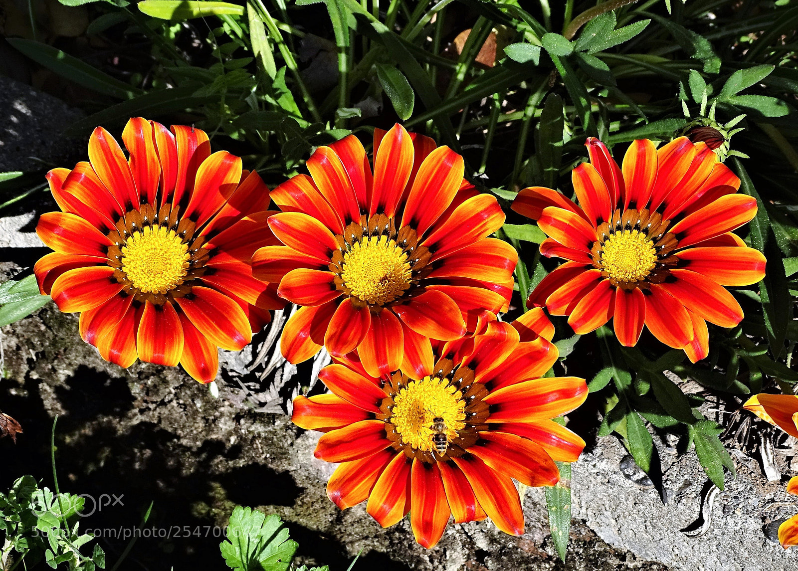 Sony Cyber-shot DSC-HX400V sample photo. Gazanias and bee photography