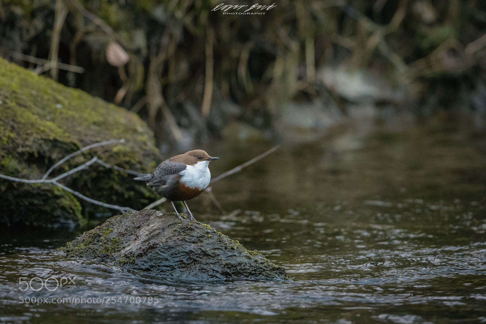 Canon EOS-1D X sample photo. Wasseramsel photography