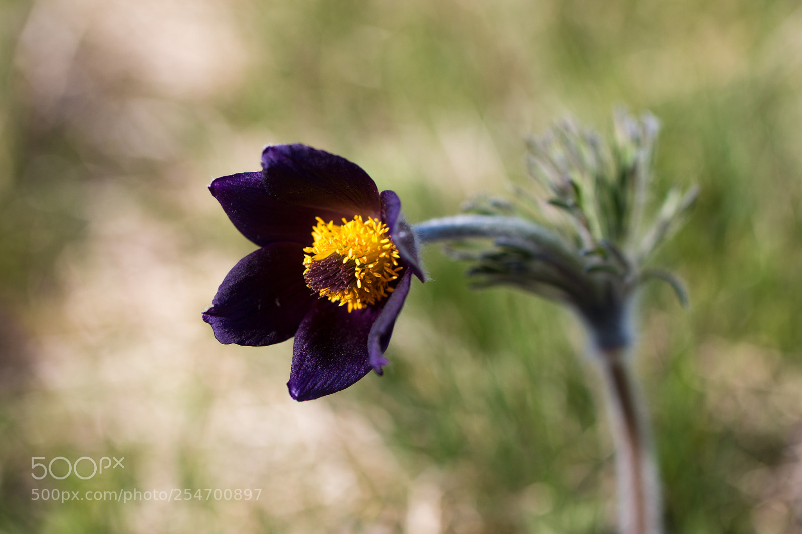 Canon EOS 70D sample photo. Pulsatilla montana photography