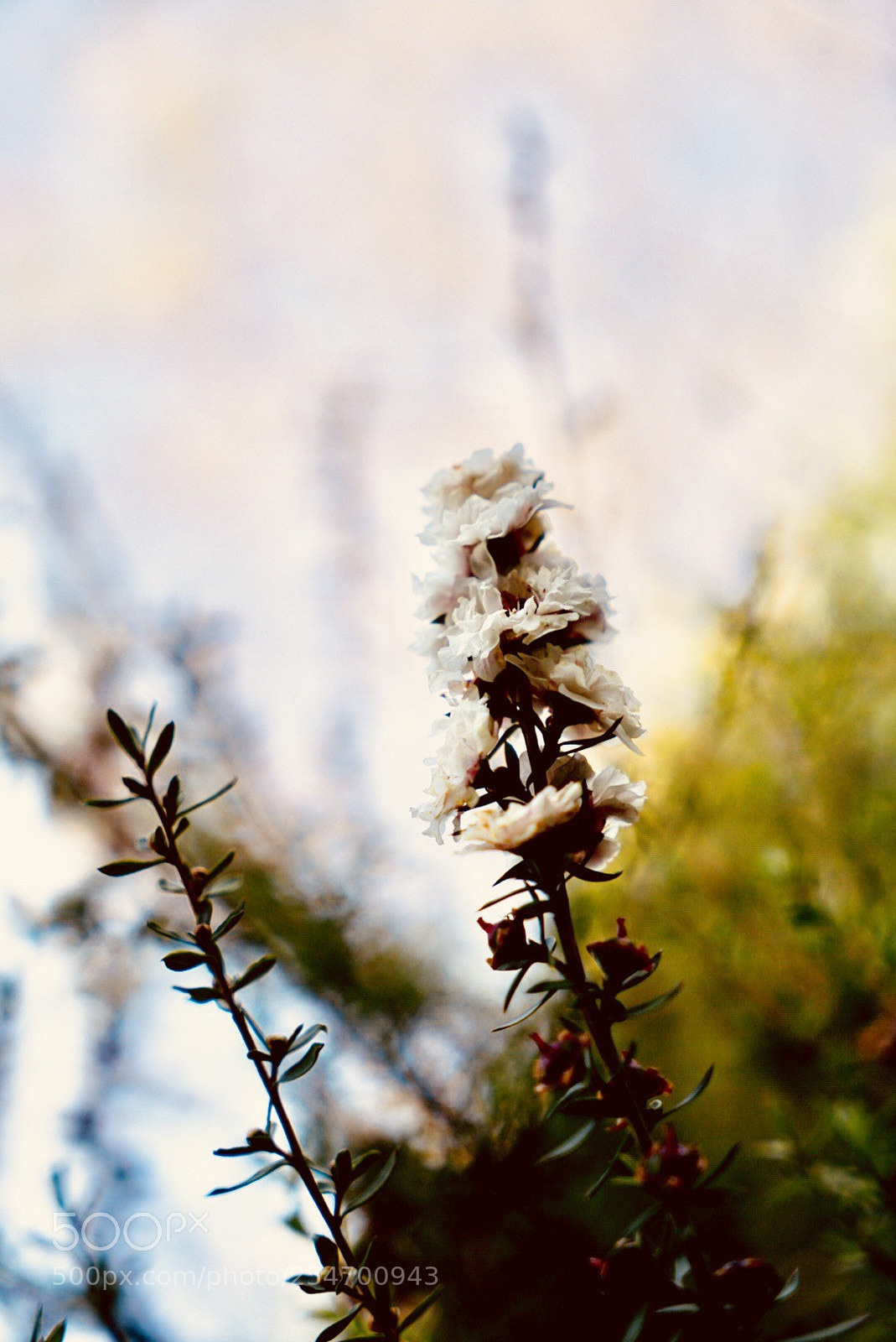 Sony a7 II sample photo. Looking up! photography
