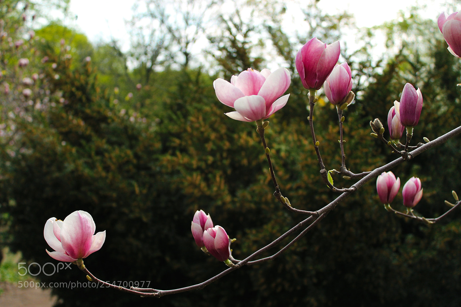 Canon EOS 1100D (EOS Rebel T3 / EOS Kiss X50) sample photo. Img photography