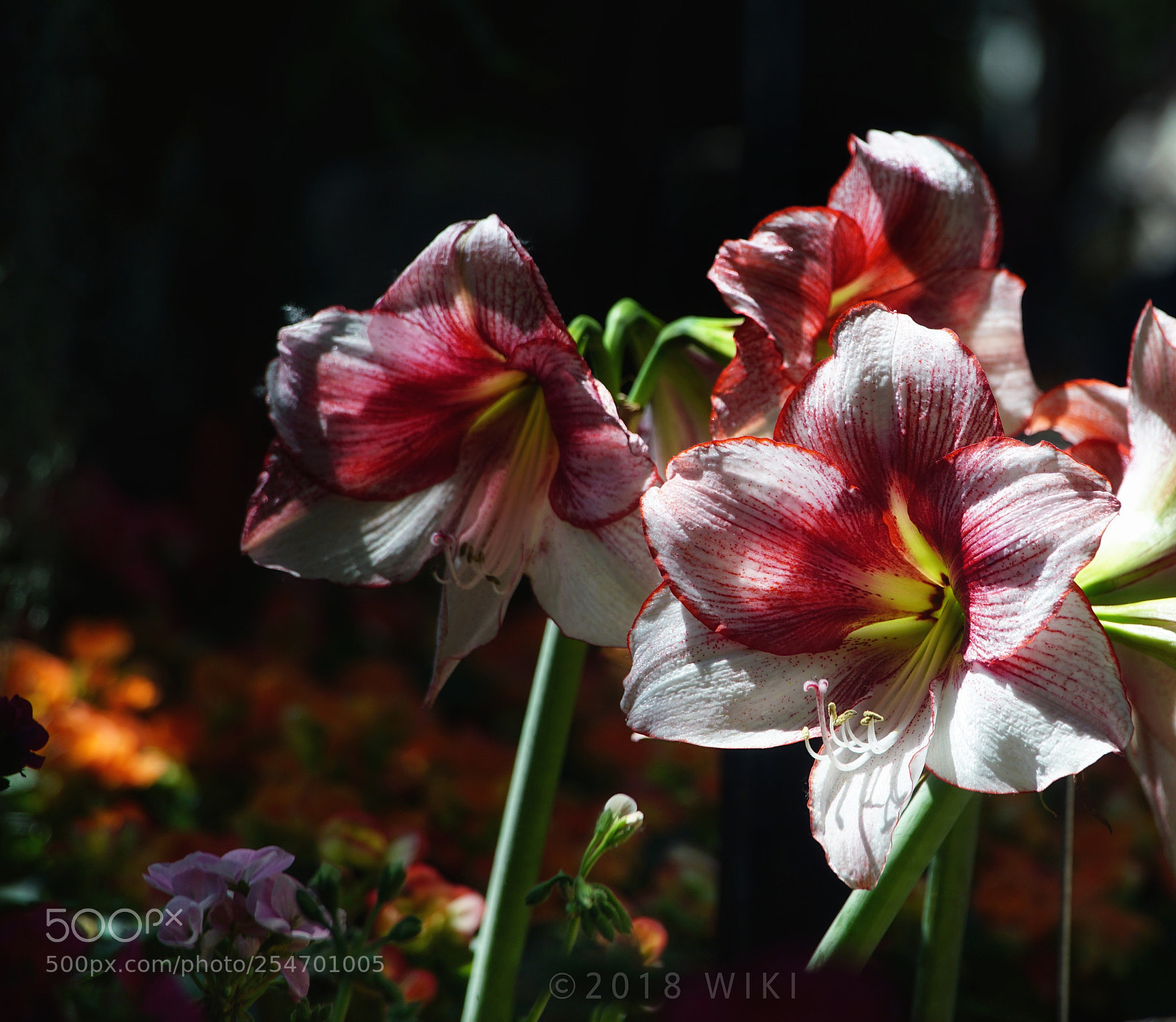 Sony a5100 sample photo. 朱顶红 photography