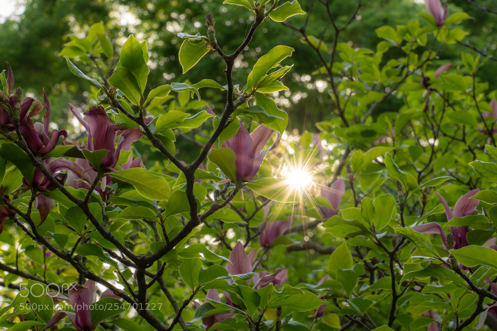 Sony a7R III sample photo. Flowers in the sun photography