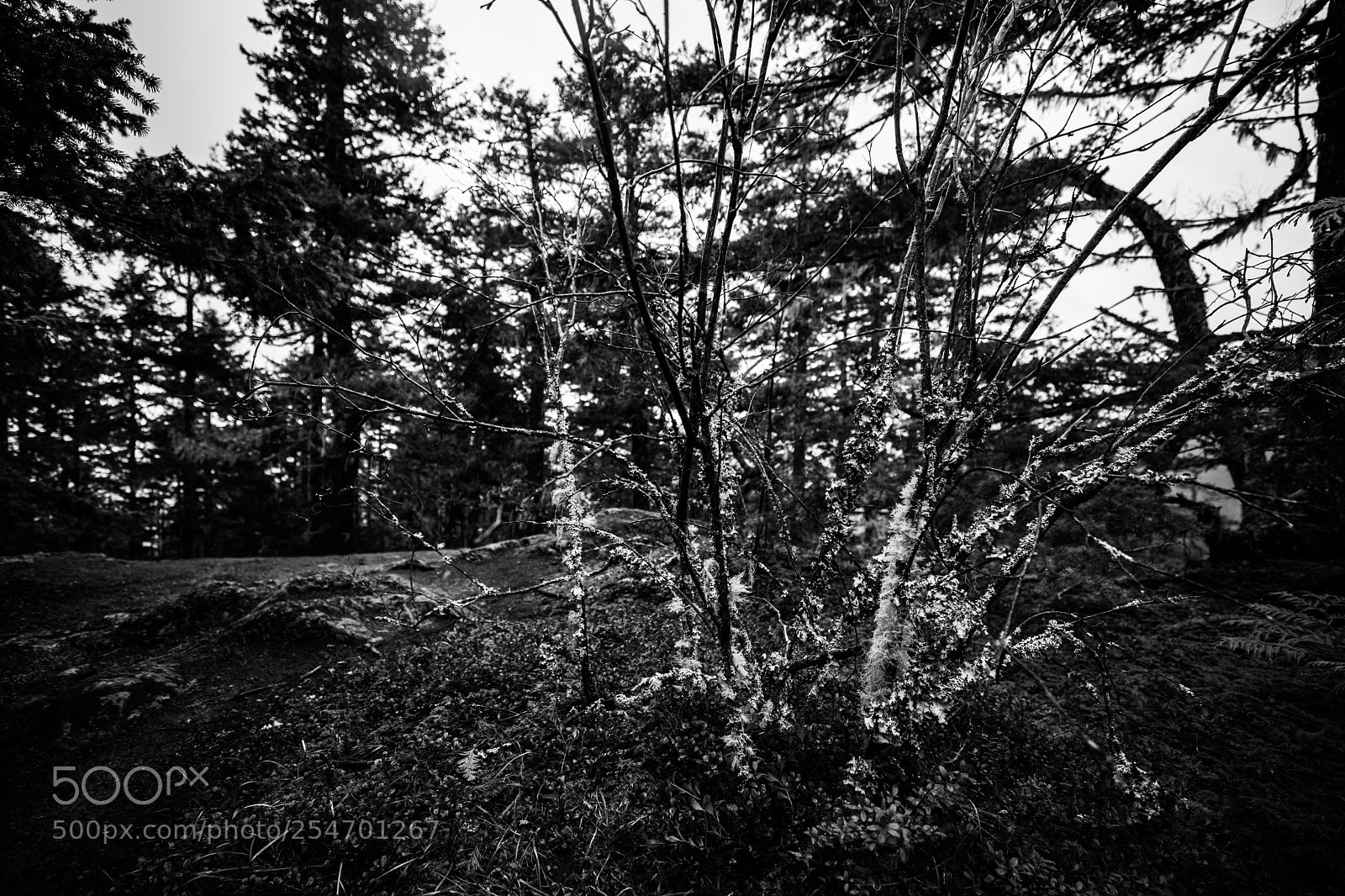 Canon EOS 5D Mark IV sample photo. Port angeles & beyond photography