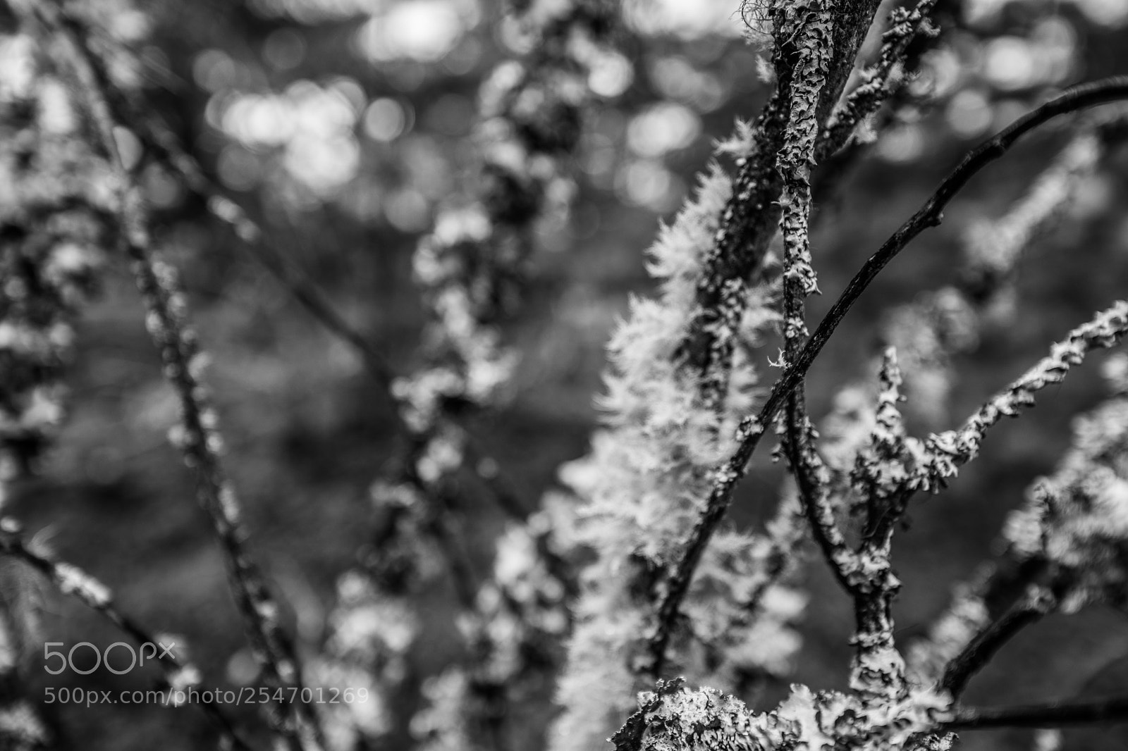Canon EOS 5D Mark IV sample photo. Port angeles & beyond photography