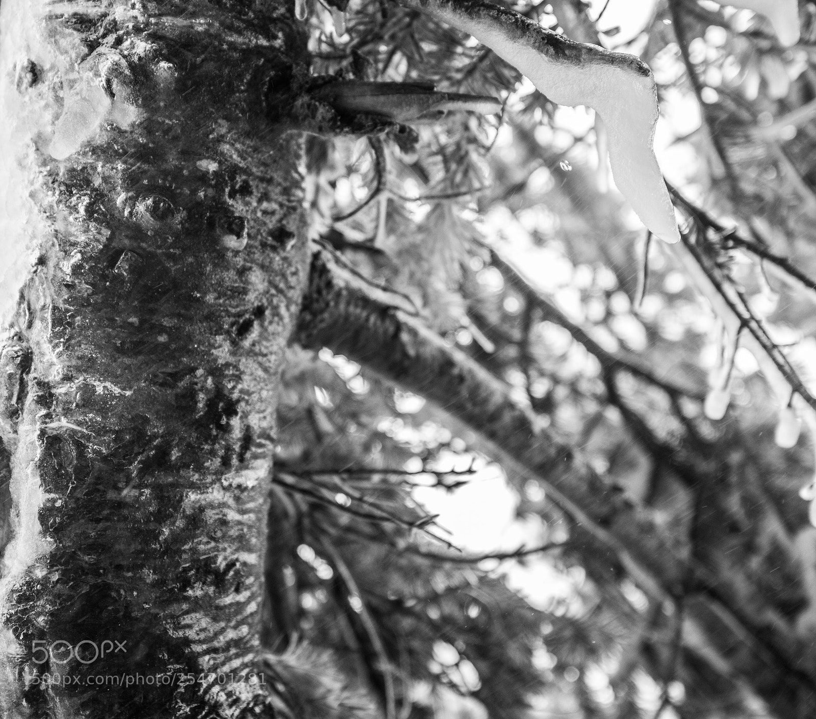 Canon EOS 5D Mark IV sample photo. Port angeles & beyond photography