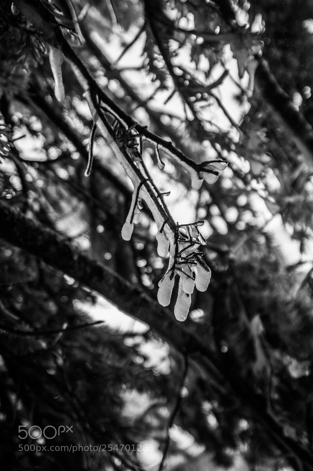Canon EOS 5D Mark IV sample photo. Port angeles & beyond photography