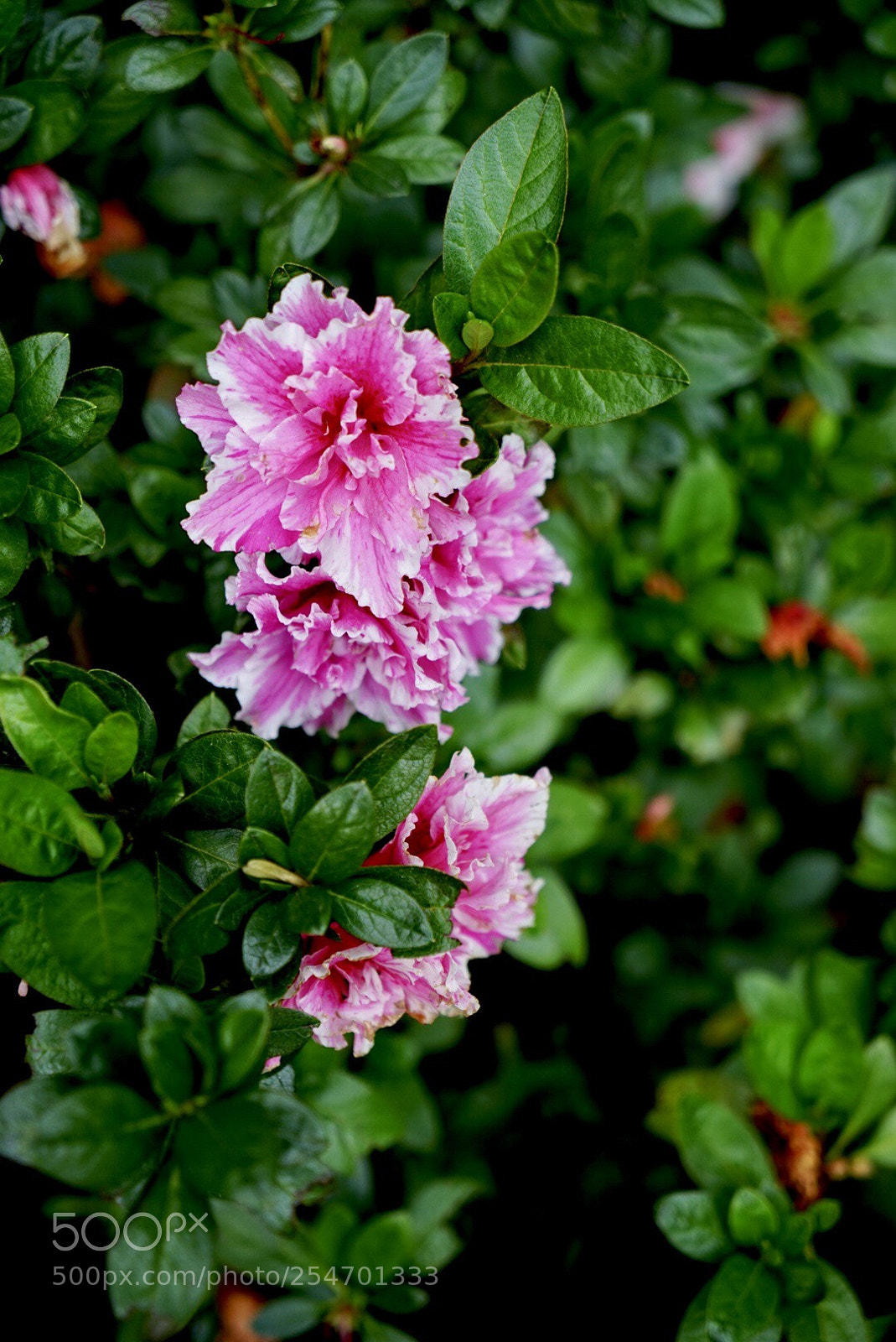 Sony a7 II sample photo. The weekend with azaleas photography