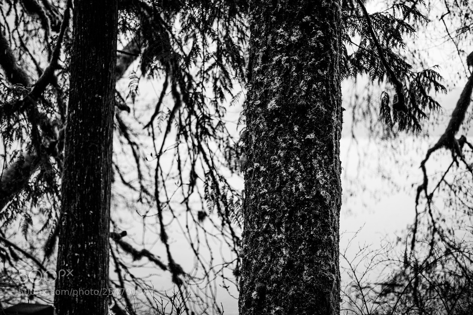 Canon EOS 5D Mark IV sample photo. Port angeles & beyond photography
