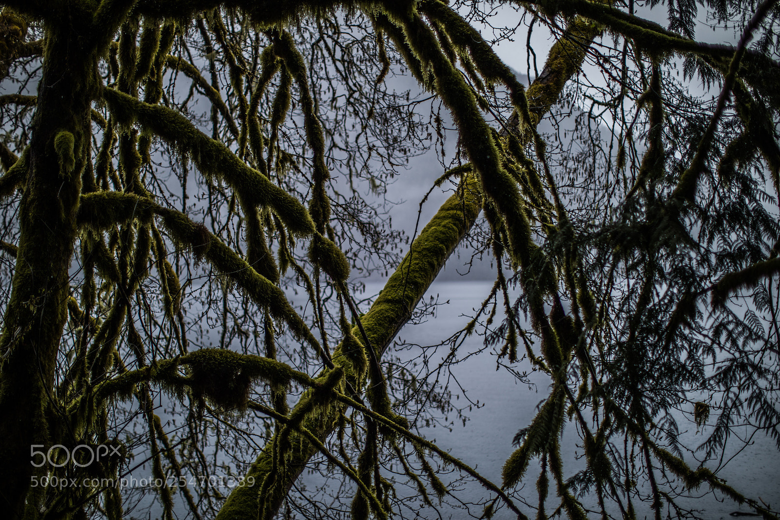 Canon EOS 5D Mark IV sample photo. Port angeles & beyond photography
