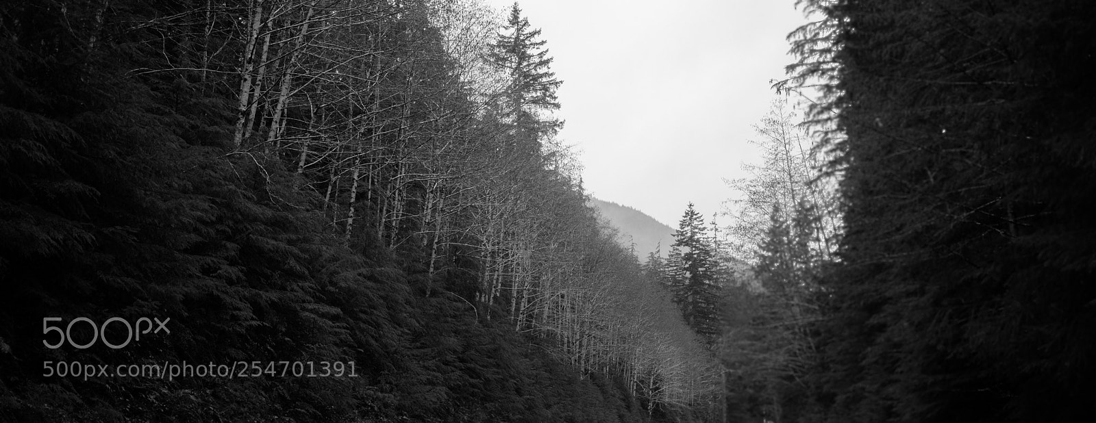 Canon EOS 5D Mark IV sample photo. Port angeles & beyond photography