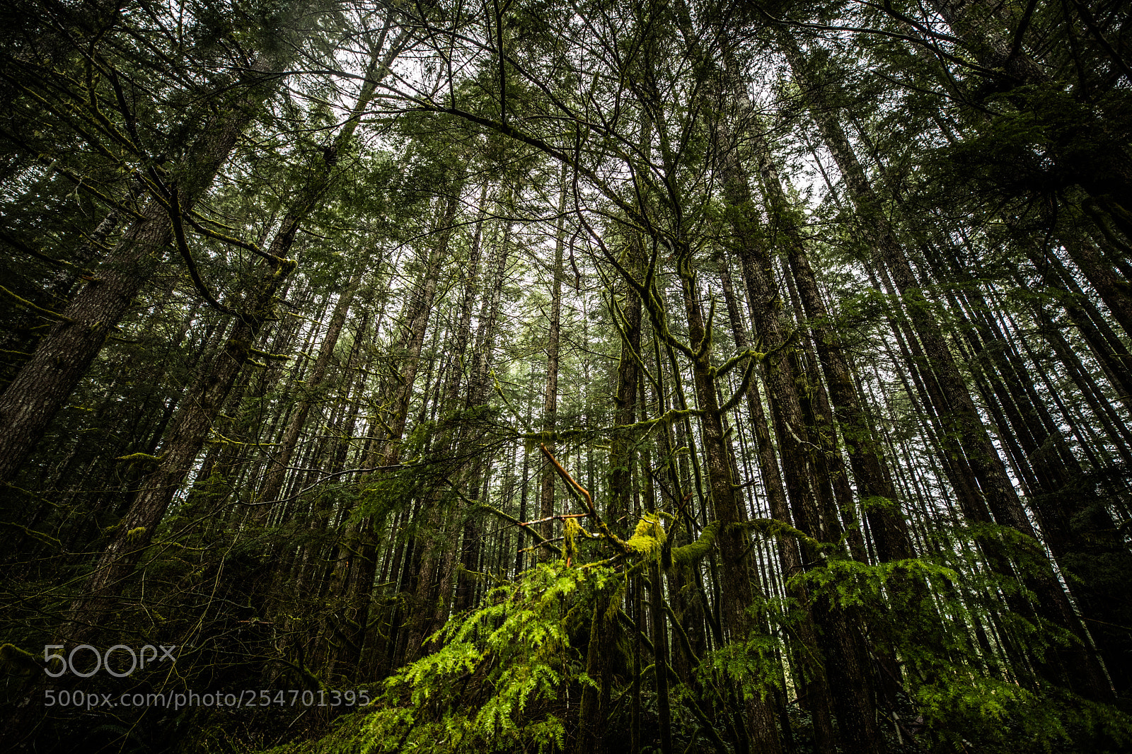 Canon EOS 5D Mark IV sample photo. Port angeles & beyond photography