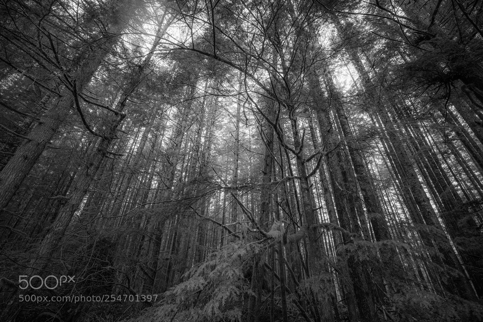 Canon EOS 5D Mark IV sample photo. Port angeles & beyond photography