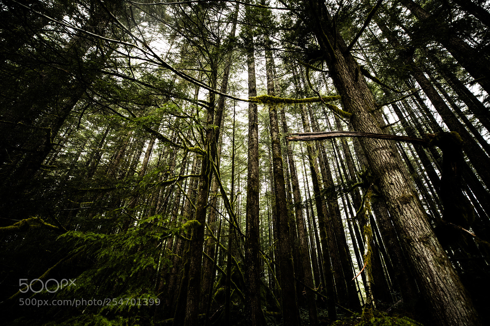 Canon EOS 5D Mark IV sample photo. Port angeles & beyond photography